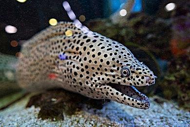 育碧《超猎都市》发行1年半后便遭关服